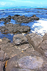 Image showing the zanzibar beach  seaweed in indian ocean  