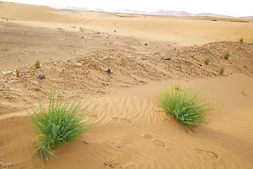 Image showing  in the  desert oasi morocco sahara africa dune