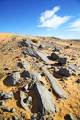 Image showing  bush old fossil in  the   stone sky