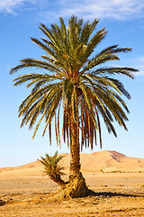 Image showing palm in the   
