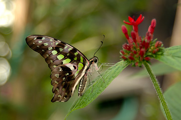 Image showing Malachite Butterfly