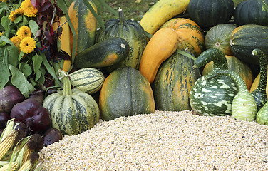 Image showing Varieties of pumpkins and squashes