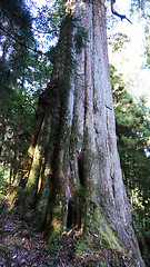 Image showing Giant tree in Alisan 