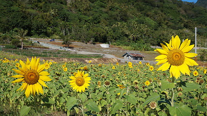 Image showing Sunflower field with sunny summer sky