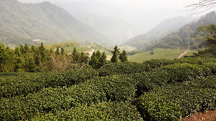 Image showing Tea Plantation on highland