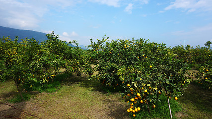 Image showing Beautiful orange groves