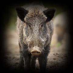 Image showing wild boar portrait with vignette