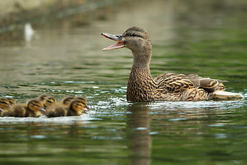 Image showing family of ducks