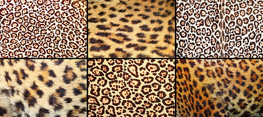 Image showing collection of leopard pelt textures