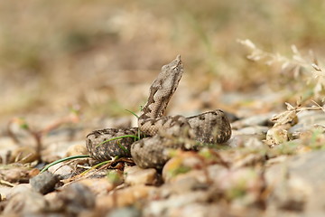 Image showing small nose horned viper ready to strike