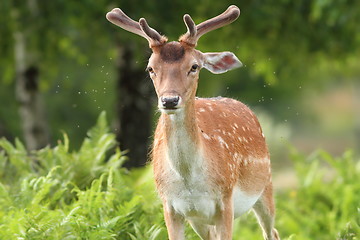 Image showing fallow deer buck in the forest