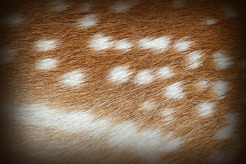 Image showing textured spots on dama fur