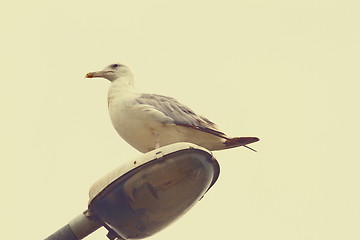 Image showing herring gull with vintage effect