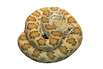 Image showing clotalus viridis isolated over white