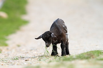 Image showing young black goat has found something to eat