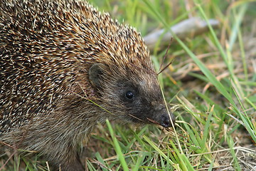 Image showing northern white breasted hedgehog