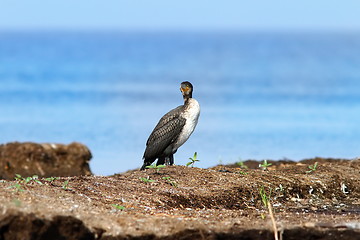 Image showing great cormorant standing on floating reed islet