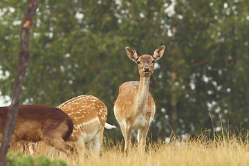 Image showing fallow deer hind looking at camera