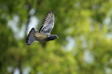 Image showing pigeon in flight over out of focus forest
