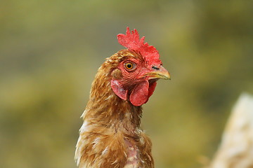 Image showing portrait of brown hen