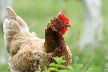 Image showing portrait of brown hen