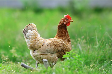 Image showing hen in the farm yard