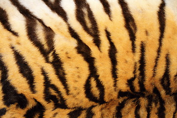 Image showing black stripes on real tiger fur