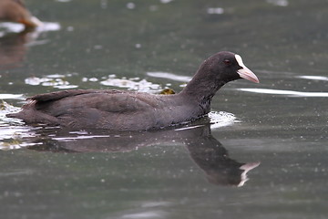 Image showing common coot on lake surface