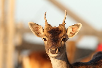 Image showing young fallow deer stag close up
