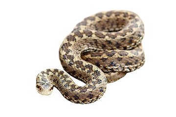 Image showing meadow viper isolated over white