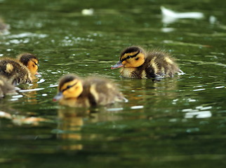 Image showing young ducklings on water