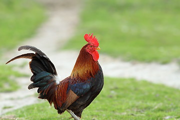 Image showing colorful rooster  in the garden