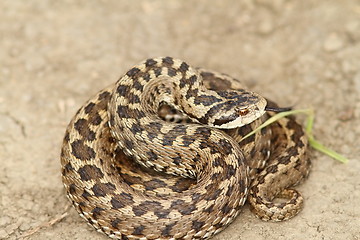 Image showing vipera ursinii standing on the ground