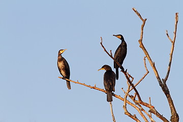 Image showing three great cormorants on the tree