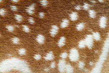 Image showing texture of fallow deer fur
