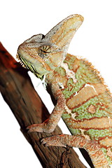 Image showing isolated veiled chameleon