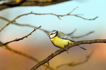 Image showing blue tit up in the tree