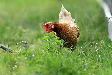 Image showing hen looking for food