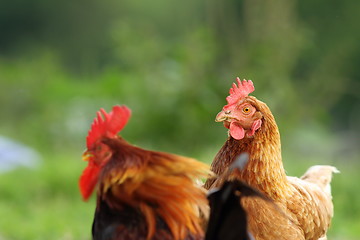 Image showing hen and rooster couple