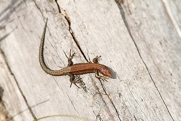 Image showing juvenile viviparous lizard