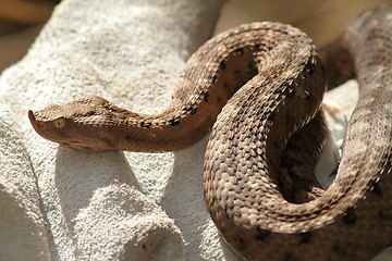 Image showing european sand viper on leather glove