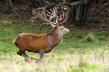Image showing big red deer stag in a clearing