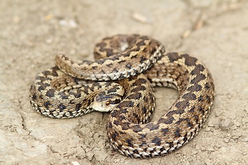 Image showing meadow viper ready to strike 