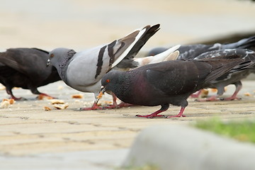 Image showing pigeons eating bread on urban alley