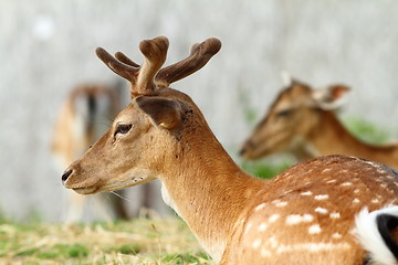 Image showing dama buck with growing trophy