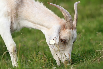 Image showing white goat grazing