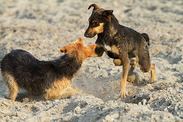Image showing dogs playing on the beach