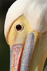 Image showing great pelican close up