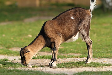 Image showing goat grazing alone at the farm