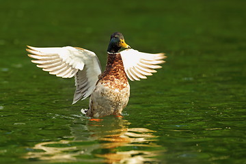 Image showing male mallard with wings spread 